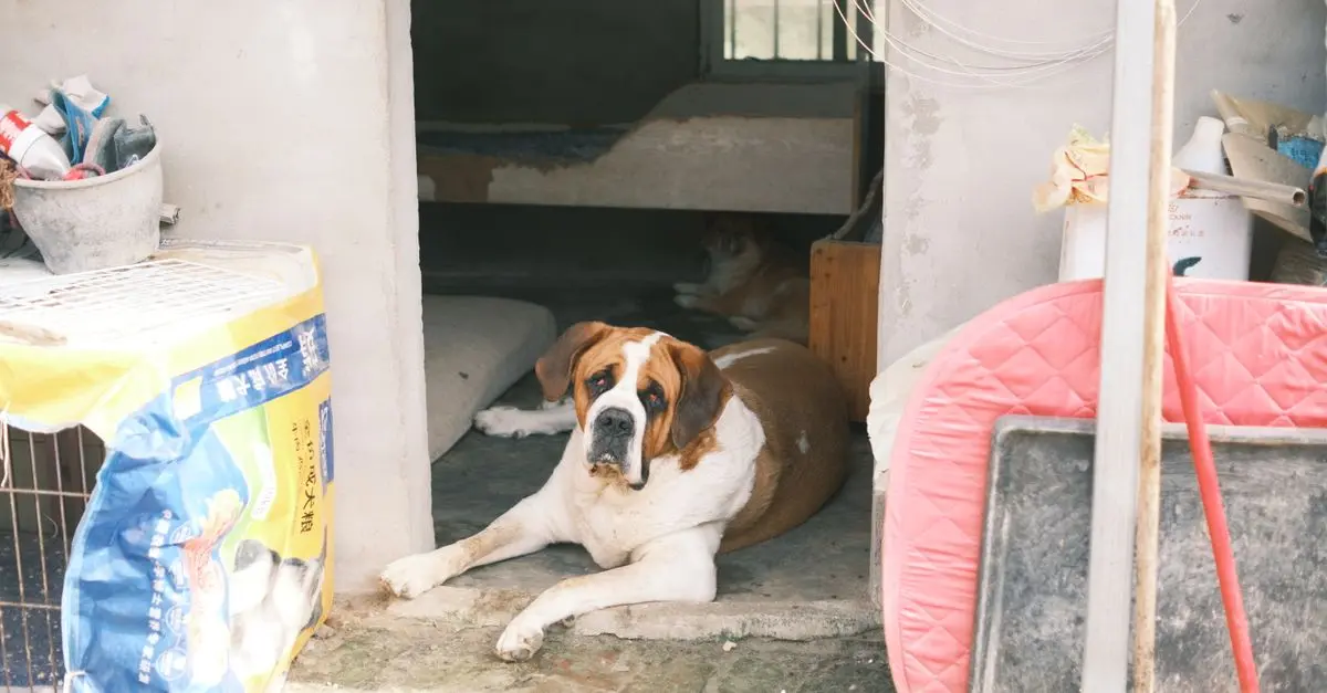 Alarmas y mascotas: Cómo garantizar la seguridad sin molestias